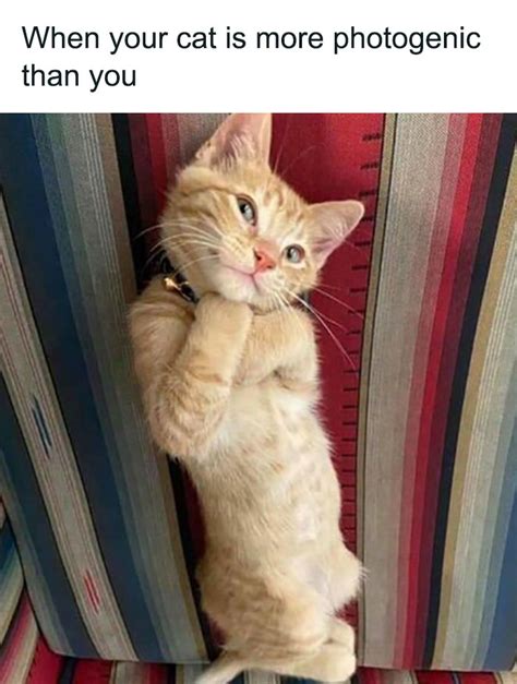 ‘Cats On Catnip’: 50 Funny And Relatable Cat Memes We Loved A Lot ...