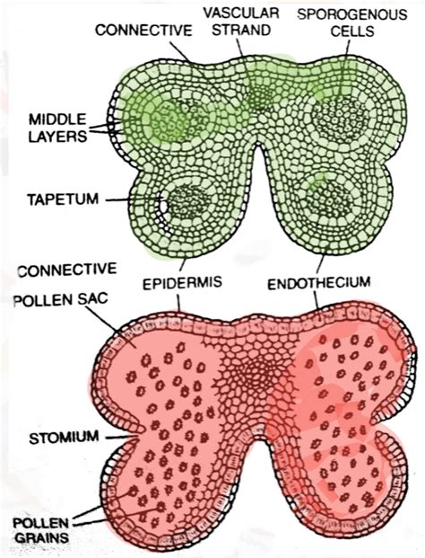 STRUCTURE OF ANTHER AND MICROSPORANGIUM