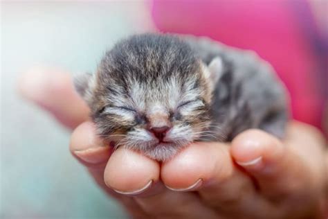 Newborn Kittens: When Do Kittens Open Their Eyes? | Renton Vets