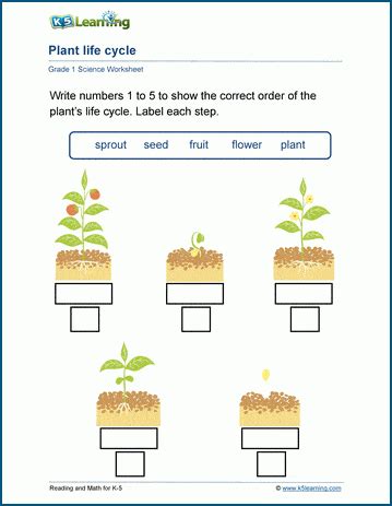 Plant Life Cycle For Kids Worksheet