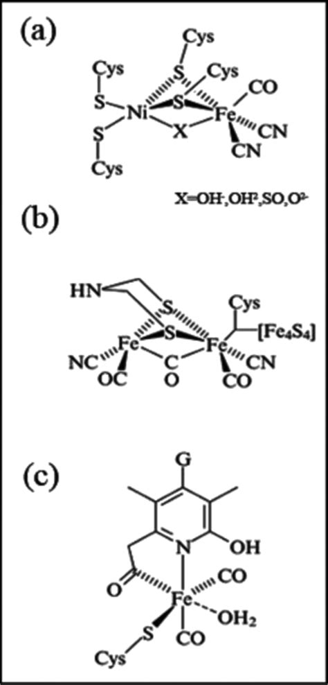 Active site of different types of hydrogenase enzyme: (a)... | Download ...