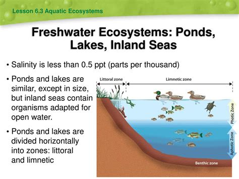 PPT - Biomes and Aquatic Ecosystems PowerPoint Presentation, free ...