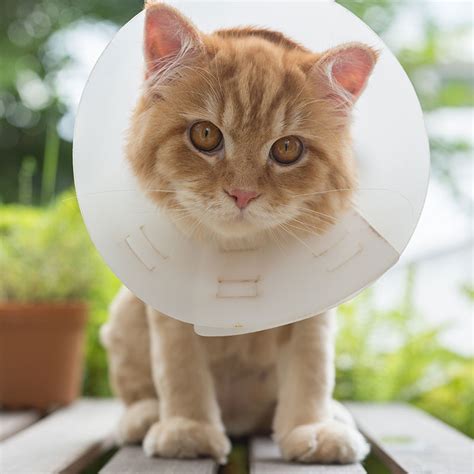 Diy Cone Collar For Cats - Do It Your Self