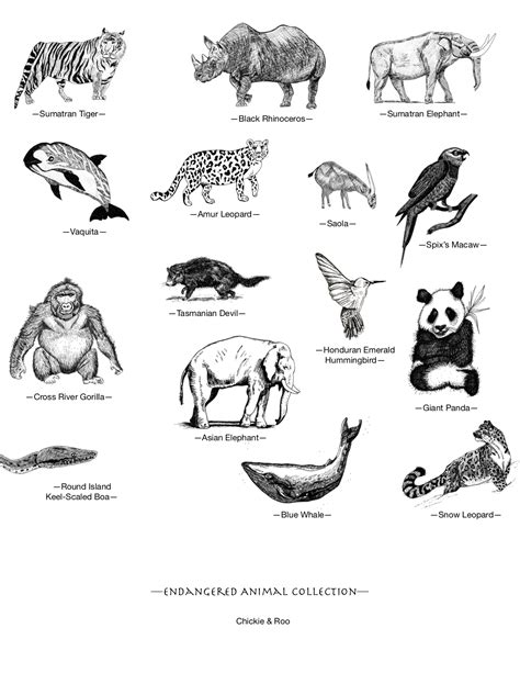 Endangered Animals Drawing - Drawing.rjuuc.edu.np