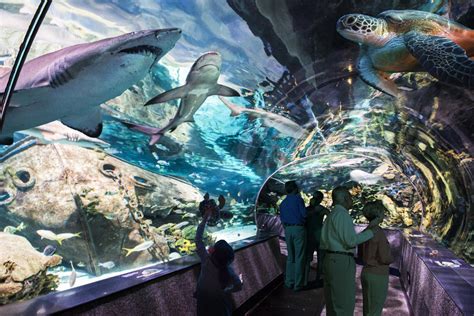 Ripley's Aquarium of the Smokies | Gatlinburg, TN 37738