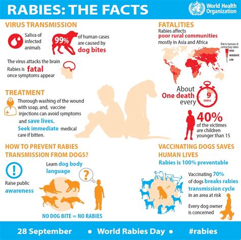 Education is vital to prevent rabies deaths