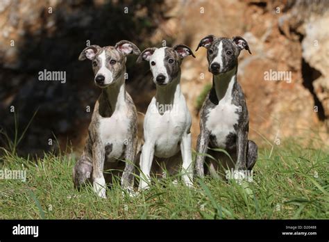 How Much Do Rampur Greyhound Puppies Cost