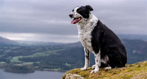 Dog-Friendly Hotels Keswick| Biggest range, lowest price