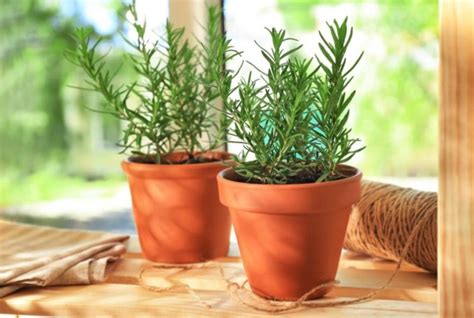 How to Grow Rosemary Plant At Home (A Beginner Guide)