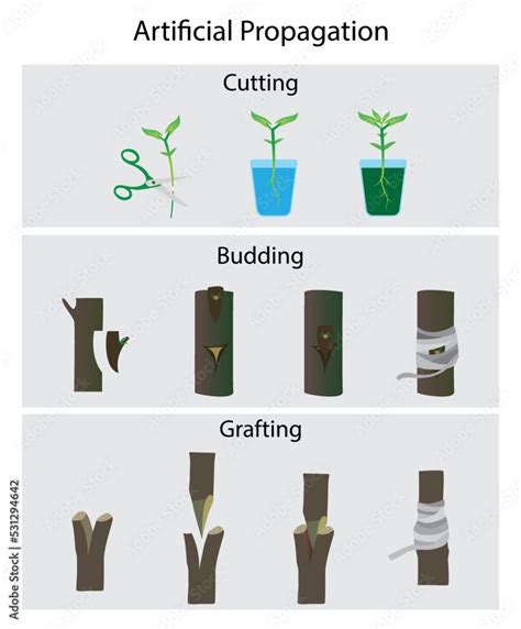 illustration of agriculture and gardening, artificial propagation of ...