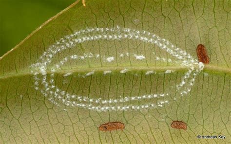 Whitefly eggs? Aleyrodidae | Aleyrodidae, White flies, Insects