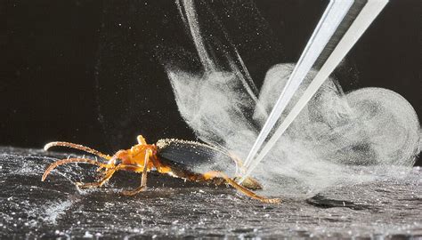 These beetles shoot boiling-hot chemicals at their enemies | The ...