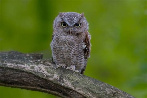 Baby screech | Owl photography, Owl, Screech owl