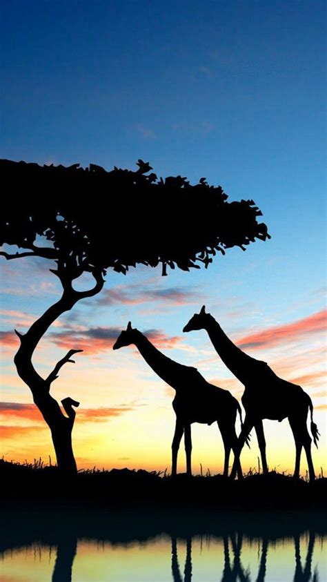 African iPhone Wallpapers - Top Free African iPhone Backgrounds ...