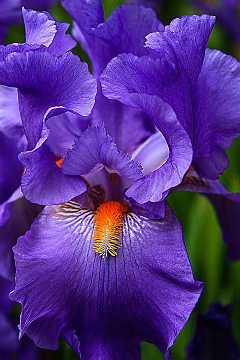 243 best images about My Iris Garden on Pinterest | Bearded iris, Bulbs ...