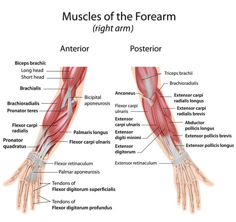 Muscles-of-forearm-wrist