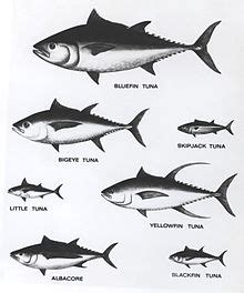 Tuna - Wikipedia