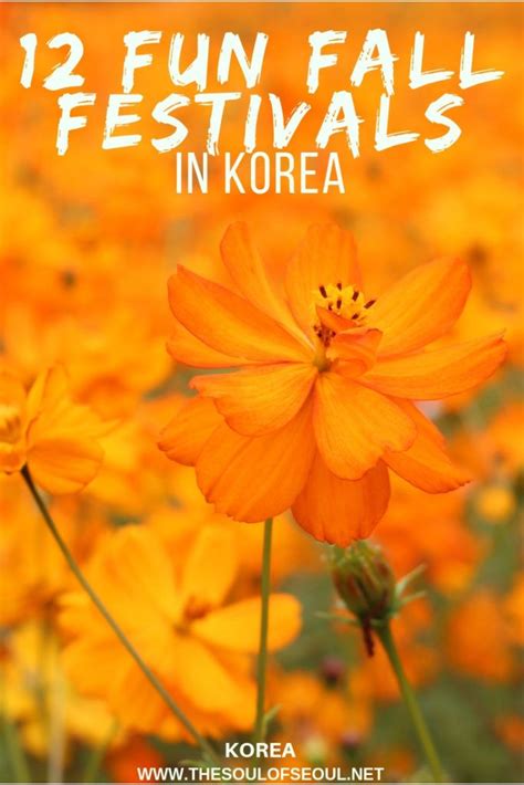 12 Fun Fall Festivals In Korea: From natural autumn scenery to flowers ...