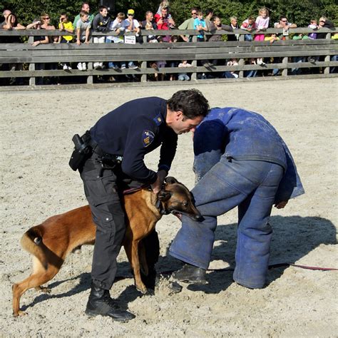 Police dog in action | Flickr - Photo Sharing!