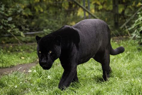 Black Panther Hunting Prey