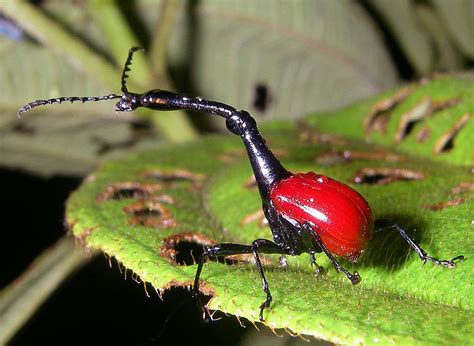 Giraffe Weevil Facts