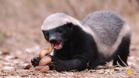 honey badger eating a snake. also honey badgers are metal on there own ...