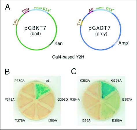 Alanine scanning mutagenesis. A, plasmid constructs employed in Y2H ...