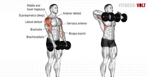 Dumbbell Upright Row Exercise Guide and Videos – Fitness Volt