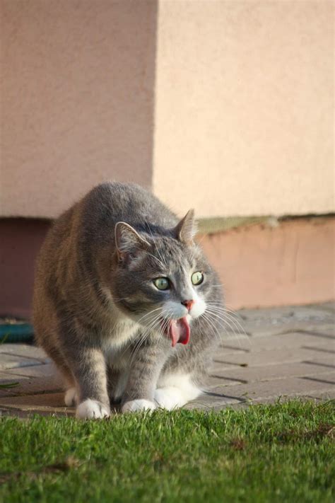 Home Remedies for Cat Vomiting – 6 Effective Strategies! – FAQcats.com