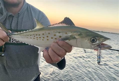 Northeast Exotic: The Spanish Mackerel - On The Water