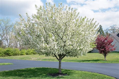 The Firebird Crabapple Tree - Minneopa Orchards