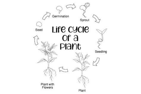 Life Cycle Of A Plant