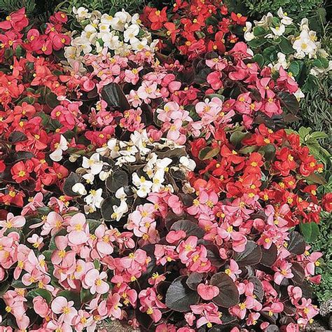 Begonia semperflorens Options Mixed - Flower Seeds - Blackbrooks Garden ...