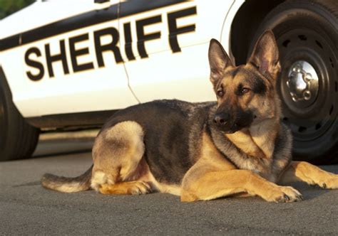 What Do K-9 Police Dogs Do? – American Kennel Club