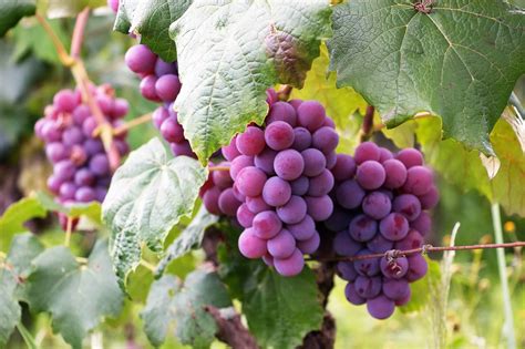 Growing Berries and Vine Fruits in Virginia - 🚜 Virginia Farms for Sale