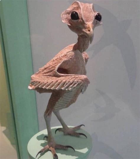 This featherless owl : r/oddlyterrifying