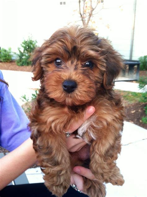 Miniature Yorkie Poodle Mix | Yorkie poodle, Yorkshire terrier ...