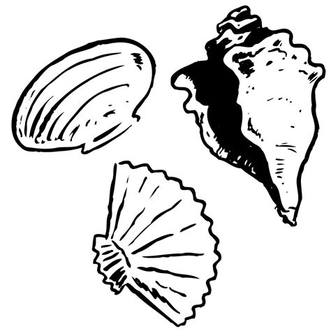 Free Shells Clipart Black And White, Download Free Shells Clipart Black ...