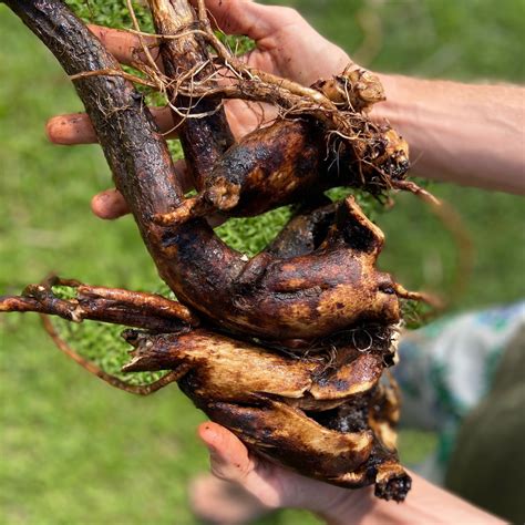 Comfrey Cast, Root Powder, topical compound for bones, sprains ...