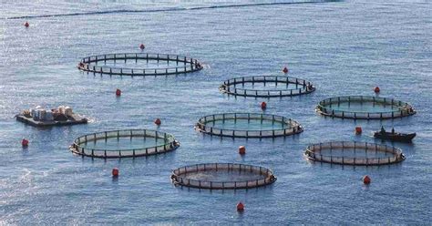 Aquaculture Systems - land and water-based - Basic Agricultural Study