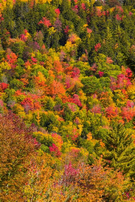 America,autumn,colorful,fall,foliage - free image from needpix.com