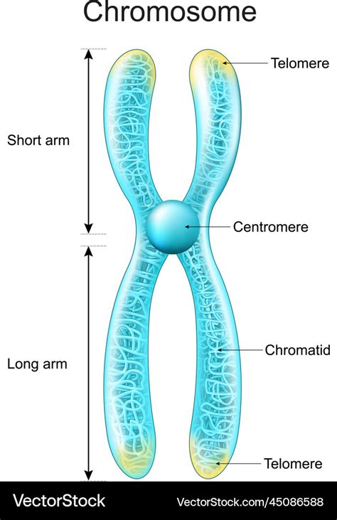 Structure of chromosome chromatid centromere Vector Image