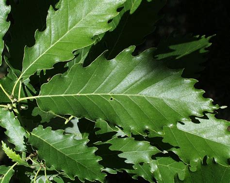 Dwarf chinkapin oak | Xeriscape, Plant leaves, Tree id