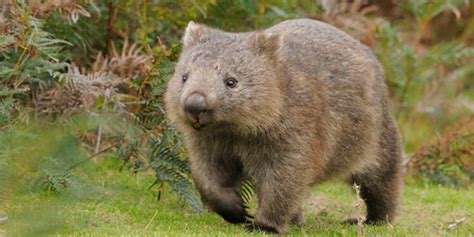 HELLO. I'm a wombat, and I poop in cubes because I'm an evolutionary ...