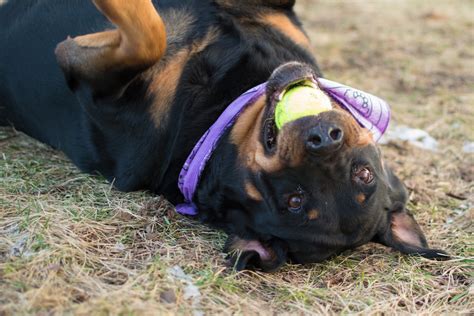 Hillsborough County animal shelter is over capacity and waiving all ...