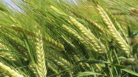 How to increase barley yield with nutrition | Yara Ireland