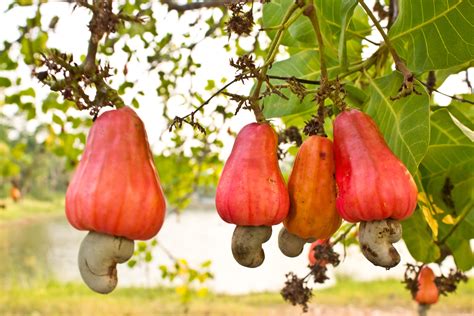 Cashew Nut Farming in Kenya - Promoting and Connecting investment ...