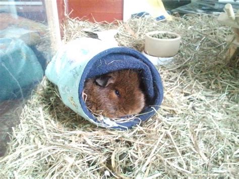 Undercover Guinea Pigs: DIY: Guinea pig tunnel