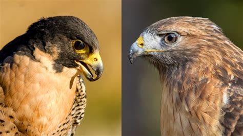 Falcons vs Hawks: A Comprehensive Guide to Their Differences