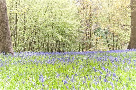 Bluebells-5 | Bluebells from Hole Park Gardens near Cranbroo… | sarg0r ...